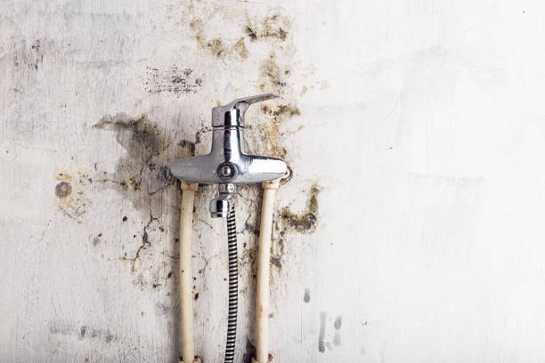 Best Certified Mold Removal  in Graceville, FL