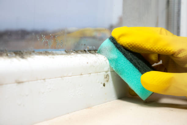 Best Black Mold Removal  in Graceville, FL