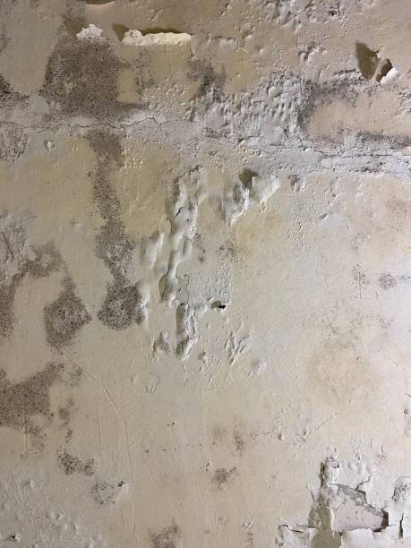Best Local Mold Removal Service  in Graceville, FL