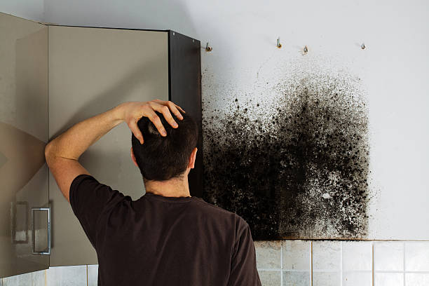 Best Affordable Mold Removal  in Graceville, FL