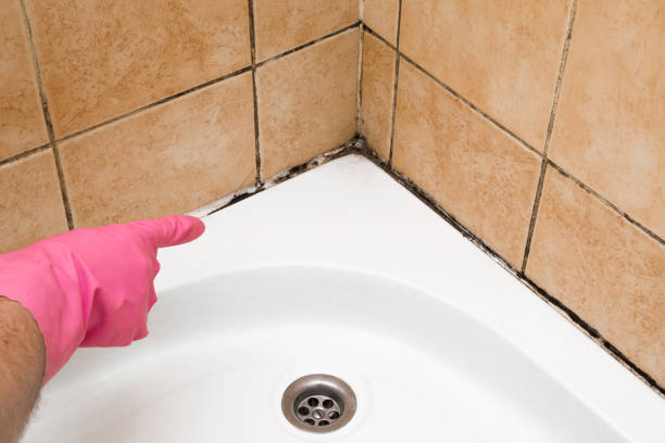 Best Commercial Mold Removal  in Graceville, FL